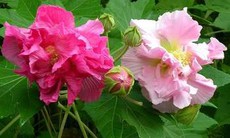 Chữa viêm tuyến vú bằng hoa phù dung
